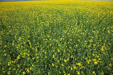 EA、索尼前高管成立新工作室 获CF开发商1亿美元投资